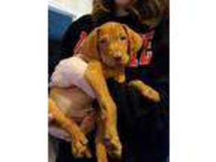 Vizsla Puppy for sale in Lynchburg, VA, USA
