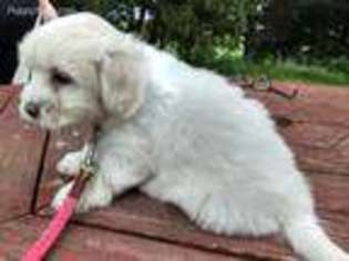 Coton de Tulear Puppy for sale in Stanchfield, MN, USA