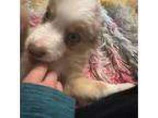 Australian Shepherd Puppy for sale in Longview, WA, USA