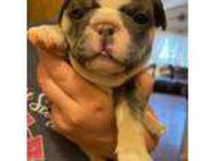 French Bulldog Puppy for sale in Washington Court House, OH, USA