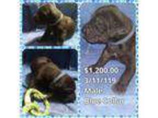 Great Dane Puppy for sale in Stewartstown, PA, USA