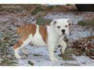 Olde English Bulldogge Puppy for sale in Milford, IN, USA