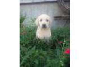 Labrador Retriever Puppy for sale in Odon, IN, USA
