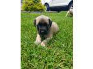 Mastiff Puppy for sale in Bluefield, WV, USA