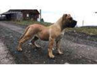 Mastiff Puppy for sale in Sidney, NY, USA