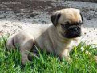 Pug Puppy for sale in Katy, TX, USA