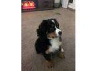 Bernese Mountain Dog Puppy for sale in Whitestown, IN, USA