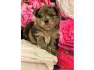 Pomeranian Puppy for sale in Creedmoor, NC, USA