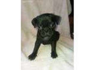 Pug Puppy for sale in York, SC, USA