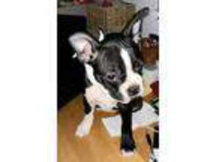 Boston Terrier Puppy for sale in Carteret, NJ, USA