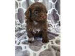 Shih-Poo Puppy for sale in Tampa, FL, USA