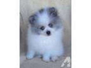 Mutt Puppy for sale in VAN, TX, USA