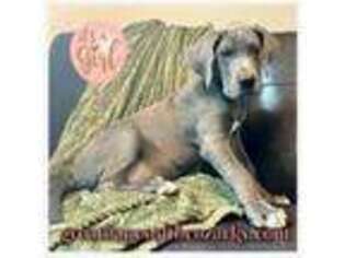 Great Dane Puppy for sale in Joplin, MO, USA
