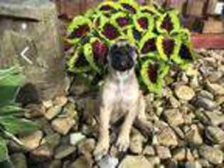 Mastiff Puppy for sale in Bidwell, OH, USA