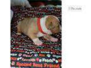 Olde English Bulldogge Puppy for sale in Lafayette, LA, USA