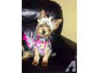 Yorkshire Terrier Puppy for sale in JACKSON, MI, USA