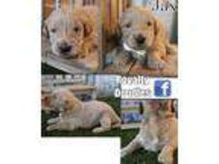Goldendoodle Puppy for sale in Conway, AR, USA