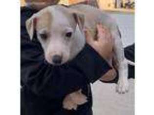 Whippet Puppy for sale in Woodward, OK, USA
