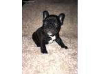 French Bulldog Puppy for sale in Flora, MS, USA