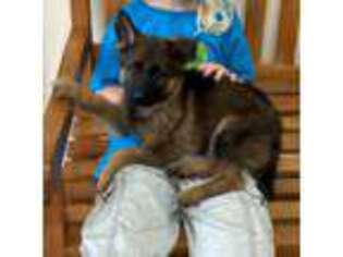 German Shepherd Dog Puppy for sale in Ashland, VA, USA