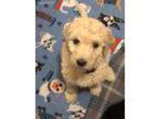 Goldendoodle Puppy for sale in Taylor, MI, USA