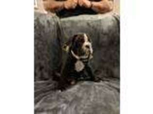 Olde English Bulldogge Puppy for sale in Kennewick, WA, USA