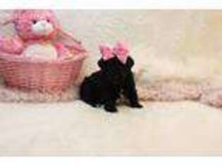 Schnoodle (Standard) Puppy for sale in Birch Tree, MO, USA