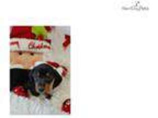 Dachshund Puppy for sale in Fort Worth, TX, USA