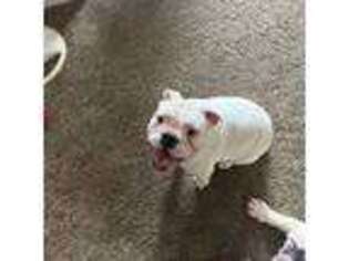 Bulldog Puppy for sale in Dumfries, VA, USA