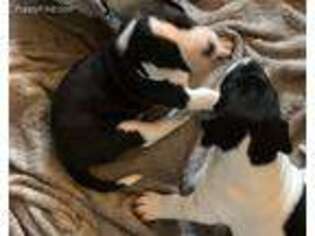 Medium Photo #1 Great Dane Puppy For Sale in Manteca, CA, USA