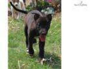 Greyhound Puppy for sale in Colorado Springs, CO, USA