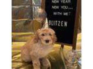 Goldendoodle Puppy for sale in Desoto, TX, USA