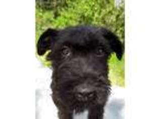 Kerry Blue Terrier Puppy for sale in Saint Maries, ID, USA