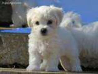 Coton de Tulear Puppy for sale in Peace Valley, MO, USA