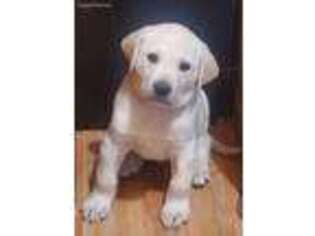 Labrador Retriever Puppy for sale in West Wendover, NV, USA
