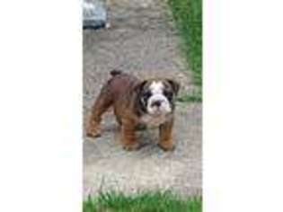 Bulldog Puppy for sale in Franklin, IN, USA