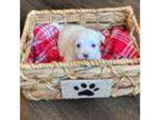 Havanese Puppy for sale in West Valley City, UT, USA