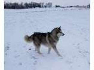 Alaskan Malamute Puppy for sale in Bushnell, IL, USA