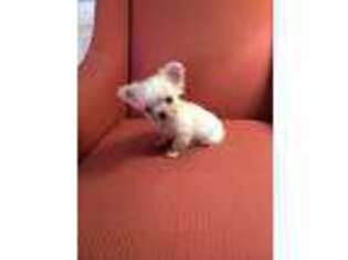Chihuahua Puppy for sale in Frostproof, FL, USA