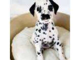Dalmatian Puppy for sale in Whitwell, TN, USA