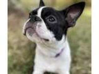 Boston Terrier Puppy for sale in Palm Coast, FL, USA