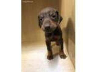 Doberman Pinscher Puppy for sale in Spartanburg, SC, USA