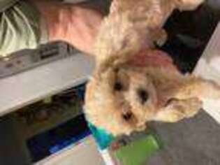 Cavapoo Puppy for sale in Owens Cross Roads, AL, USA