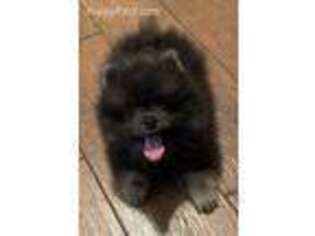 Pomeranian Puppy for sale in Maben, MS, USA