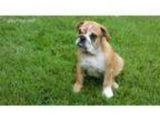 Bulldog Puppy for sale in Exeter, MO, USA