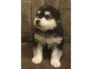 Alaskan Malamute Puppy for sale in Salisbury, NC, USA
