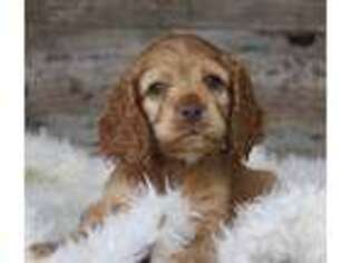 Cocker Spaniel Puppy for sale in Memphis, MO, USA