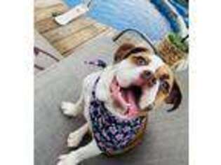 Bulldog Puppy for sale in Everson, PA, USA