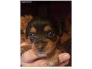 Dachshund Puppy for sale in Pittsburgh, PA, USA