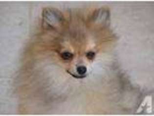 Pomeranian Puppy for sale in SAN DIEGO, CA, USA